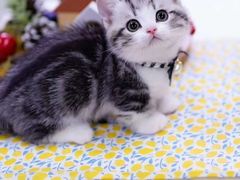 -十年猫舍·猫咪专门店(普陀店)