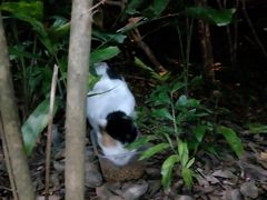 -御宝贝·A梦猫科宠物医院(国际猫友好医院)