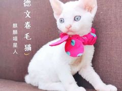 -十年猫舍·猫咪专门店(普陀店)