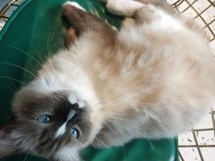 -喵喵咪呀布偶猫咖(春熙路店)