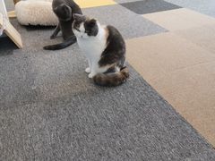 -米宠家·撸猫猫咖小萌宠·猫咪洗澡·猫咪寄养(高新大都荟店)