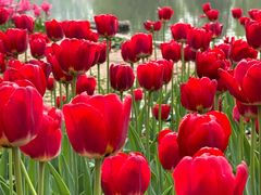 -石家庄市植物园