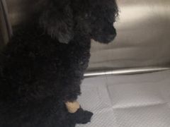 -瑞派·关忠动物医院·异宠专科·犬猫肿瘤·皮肤专科(望京店)