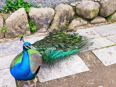 -姑婆山旅游区