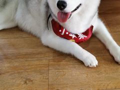 -Husky Go! 哈士奇体验馆·宠物咖啡厅狗咖