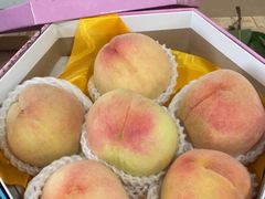 -南汇水蜜桃采摘(大团店)