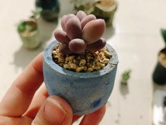 -中环花鸟鱼虫市场