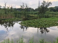 -西湖风景区-江洋畈生态公园
