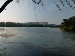 -洋湖国家湿地公园