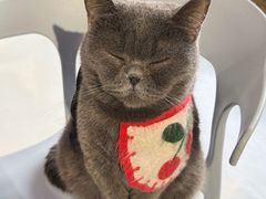 -豆逗聊愈猫阁Easy Life