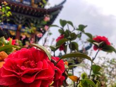 -八大山人梅湖景区