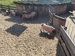 -前小桔亲子创意农场·草莓采摘·露营烧烤