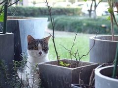 -猫里有甜