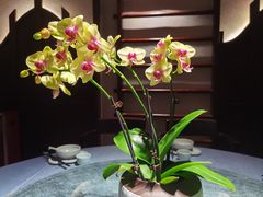 -晓粤·惹味粤菜(凯德乐峰广场店)