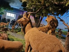 -国家自然博物馆