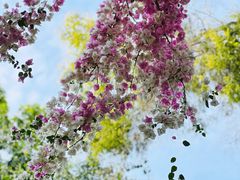 -深圳国际园林花卉博览园