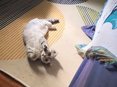 -猫十亿·布偶金渐层·曼基康矮脚猫舍(青年路店)