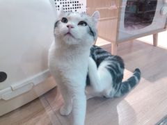 -BABIT巴比特宠物(MOMOPARK店)