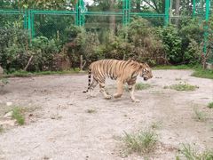 -上海野生动物园老虎餐厅