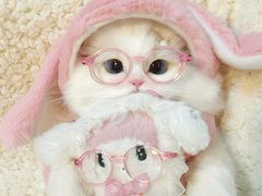 -lincat·猫舍(广州店)