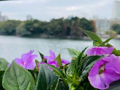 -荔湾湖公园