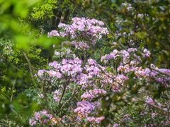 -梧桐山风景名胜区