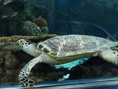 -上海海洋水族馆