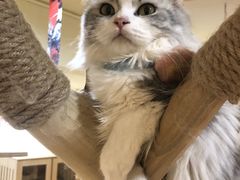 -猫にゃん · 猫的隐藏屋猫咖(麦地旗舰店)