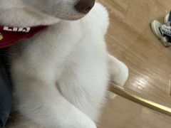 -Husky Go! 哈士奇体验馆·宠物咖啡厅狗咖