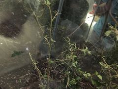 竹节虫-上海昆虫博物馆