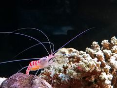 -暹罗海洋世界