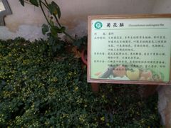 -上海都市菜园