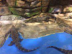 -顺德南宏海立方海洋公园