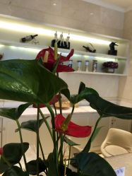 点击看大图 -昆明梦想医疗美容医院