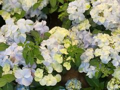 -双季花艺园艺市场(浦东店)