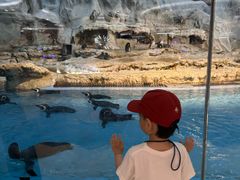 -帝企鹅自助餐厅•儿童岛•真企鹅(长隆企鹅酒店)