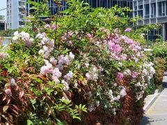 -北外滩滨江绿地