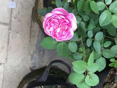 -龙大花卉苗木市场