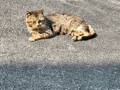 -鼓浪屿·八卦楼