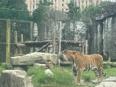-上海野生动物园
