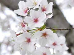 -顾村公园