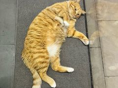 -派特宠物医院(圆融广场店)