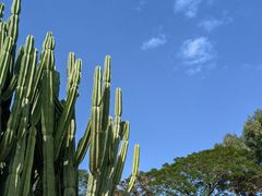 -松山湖梦幻百花洲
