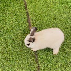 -萌宠亲子动物乐园(槐房万达店)