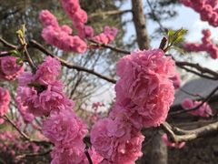 -香山公园