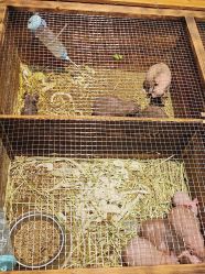 -酷嗒动物文化乐园(cutezoo西溪乐天城店)