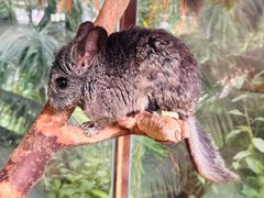 -呀路古热带植物园