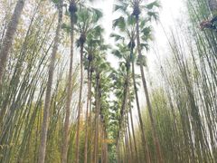 -中国科学院西双版纳热带植物园