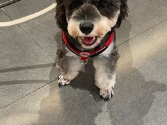 -帕帕拉兹宠物(亚洲旗舰店)