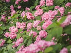 -上海滨江森林公园